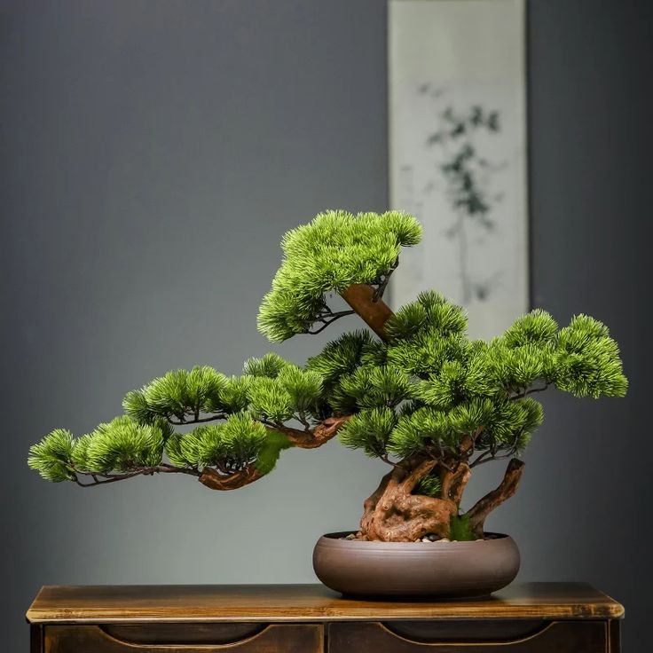 Bonsai trees